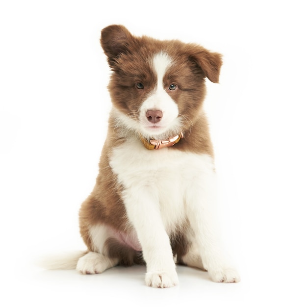 Brown white puppy border collie over white background. High quality photo