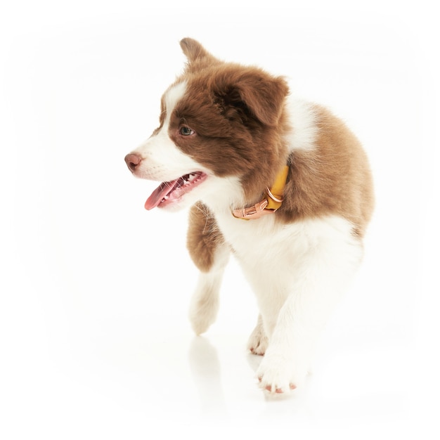 Brown white puppy border collie over white background. High quality photo