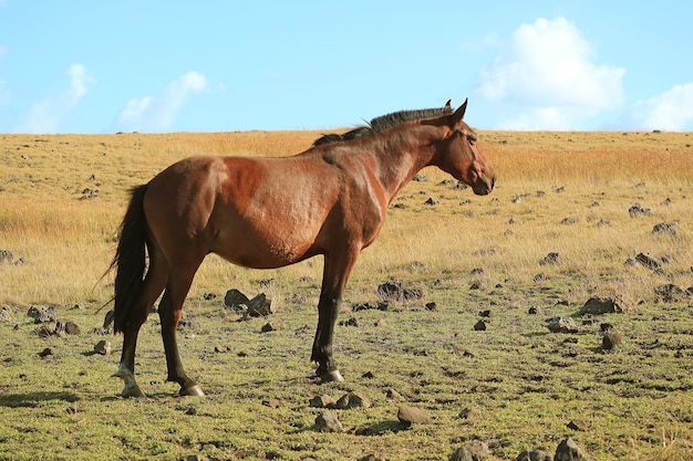 Brown wild horse in the field of Easter island, Chile, South America