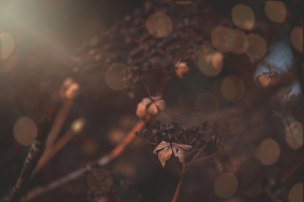 Photo brown withered flowers in the warm december light in the garden in closeup