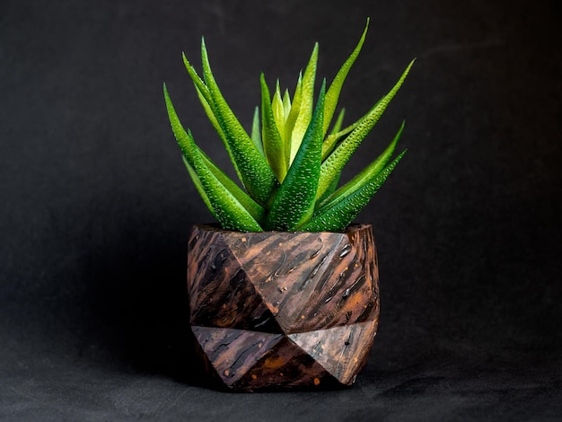 Brown wood pattern painted geometric concrete planter with succulent plant Painted concrete pots for home decoration