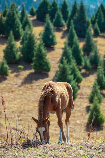 A brown young horse grazes in a meadow in the mountains Vertical copy space