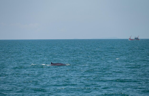 Bruda whale swimming in the sea