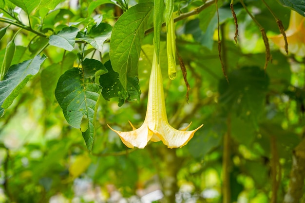 Brugmansia suaveolens, Brazil's white angel trumpet, also known as angel's tears