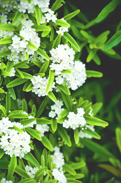  brunch with white flowers