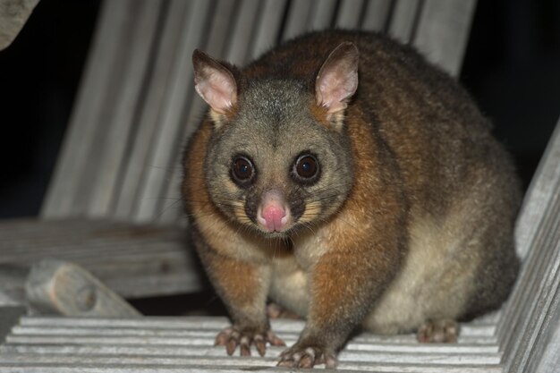 Photo brush tailed possum raccoon in kangaroo island