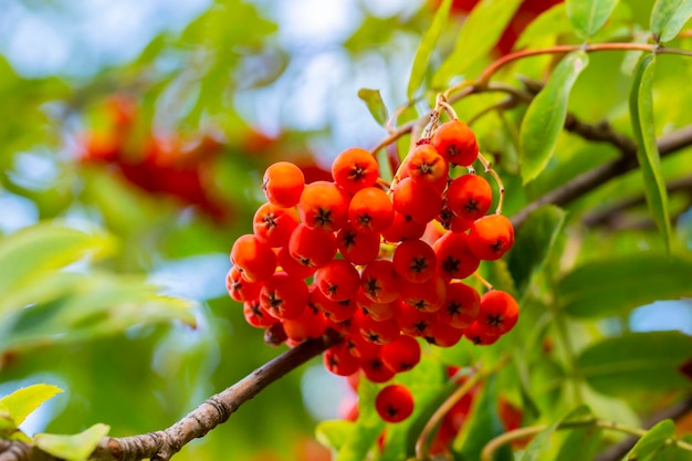 Brush with ripe berries of red mountain ash on a branch with oblong green leaves