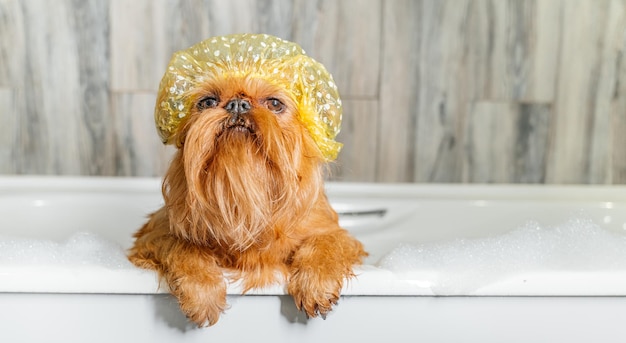 Brussels Griffon in the bath wearing a bathing cap