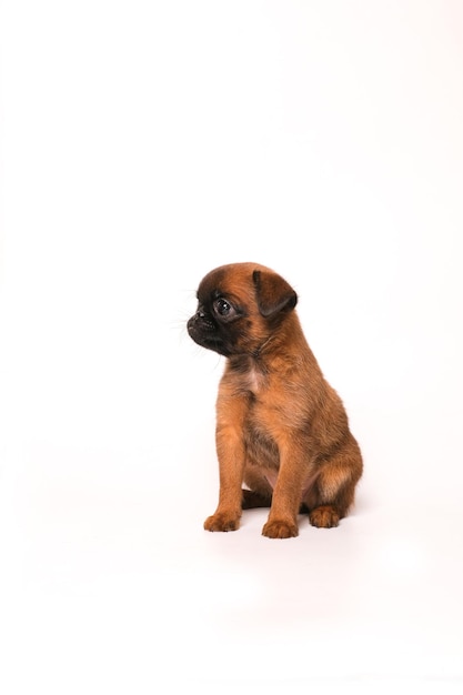 Brussels Griffon or petit brabanson puppy  on white background isolated