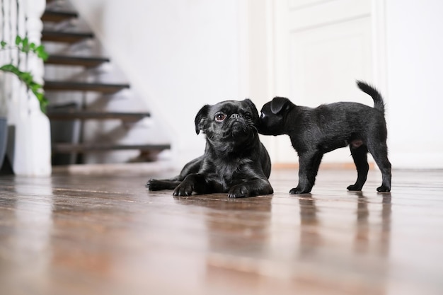 Brussels Griffon or petit brabanson puppy  on white background isolated