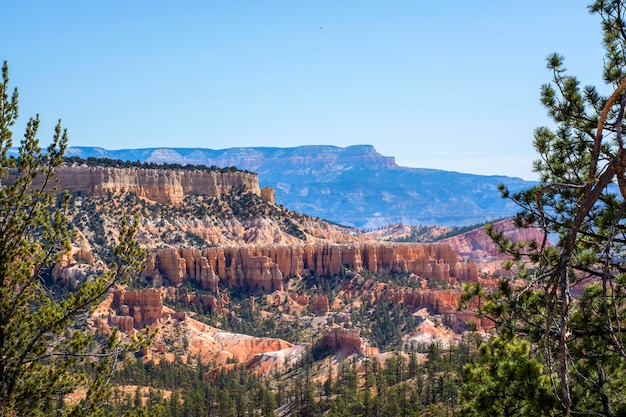 Bryce Canyon National Park Utah United States View at canyon through pine tree branches