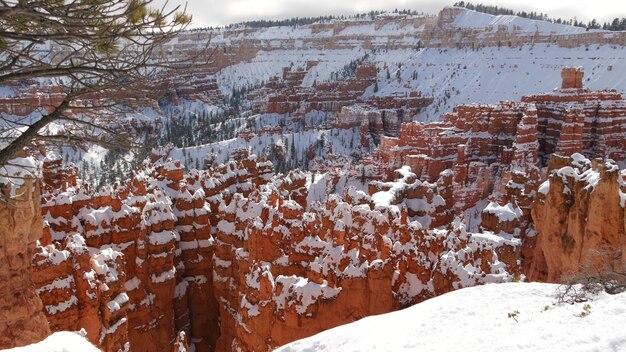 Bryce Canyon in winter, snow in Utah, USA. Hoodoos in amphitheater, eroded relief, panoramic vista point. Unique orange formation. Red sandstone and coniferous pine or fir tree. Eco tourism in America