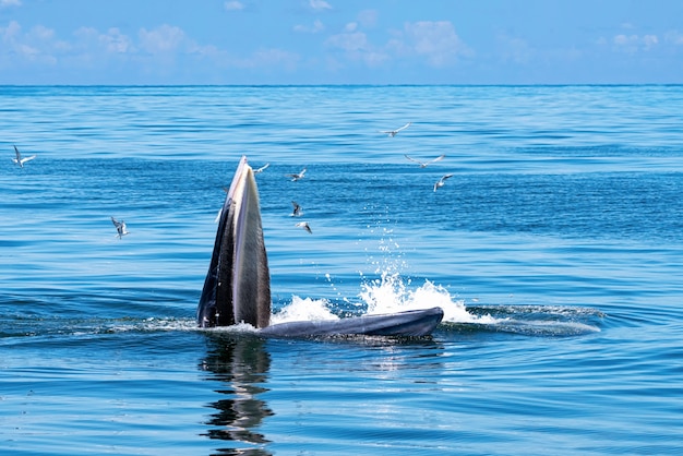 Bryde's whale are emerging above the sea. There are many gulls flying around.