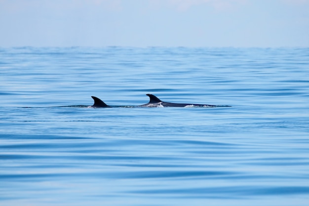 Bryde's Whale Balaenoptera edeni big fish in the sea with fish dorsal fin