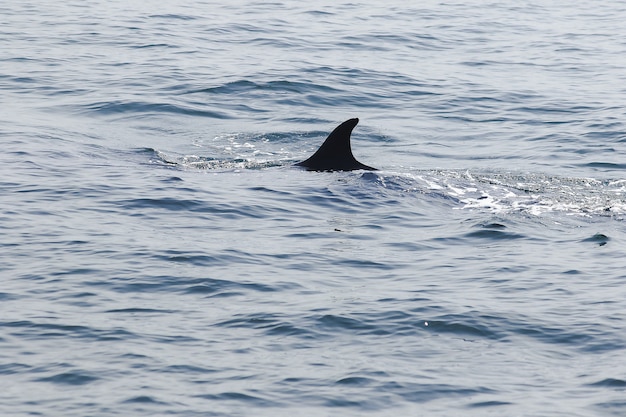 Bryde's whale, Eden's whale in the sea Thailand, is a large whale Is a mammal Featuring a curved dorsal fin. On the tail end