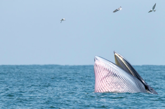 Bryde's whale swim in the Thai sea