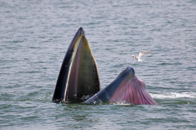 Brydes whale forage small fish in the gulf of Thailand.