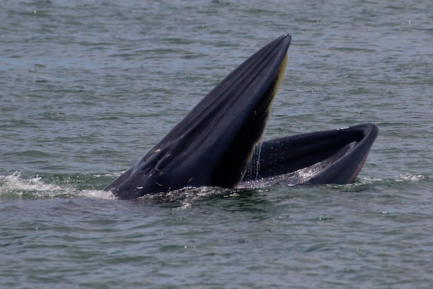 Brydes whale forage small fish in the gulf of Thailand.