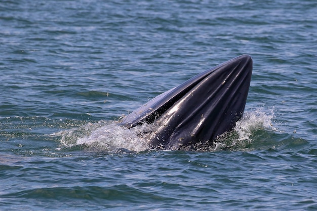 Brydes whale forage small fish in the gulf of Thailand.