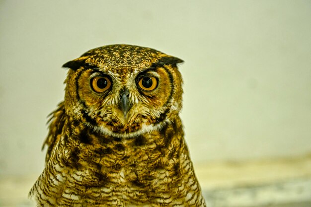 Photo bubo africanus or spotted owl also called the african owl or african spotted owl