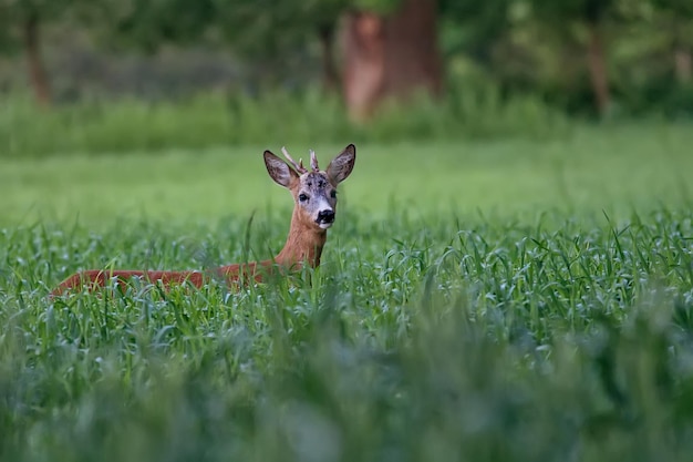 Photo buck deer in a clearing