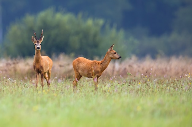 Buck deer with roe-deer in the wild