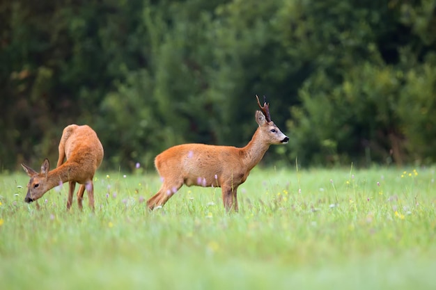 Buck deer with roedeer in the wildx9