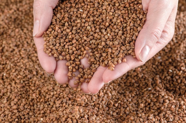 Buckwheat background texture of buckwheat groats roasted buckwheat in the hands concept of food cris