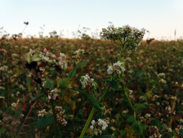 Buckwheat, Fagopyrum esculentum, Japanese buckwheat and silverhull buckwheat blooming on the field.