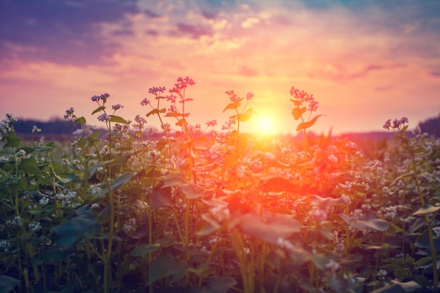 Buckwheat field at sunset light