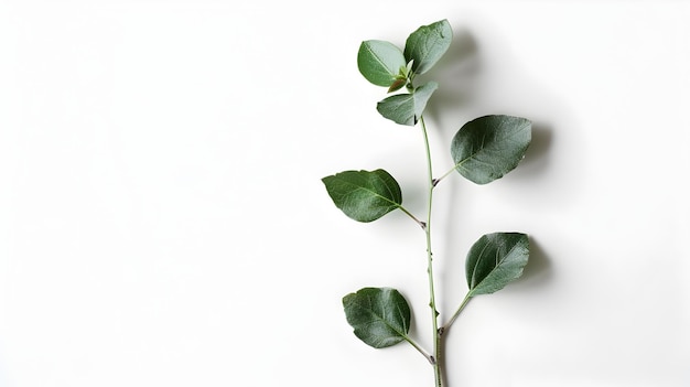 Buckwheat Seed Extract with Intricate Geometric Shapes and Symmetry on Minimalist White Background