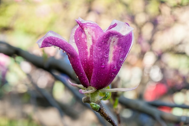 Bud of beautiful spring magnolia