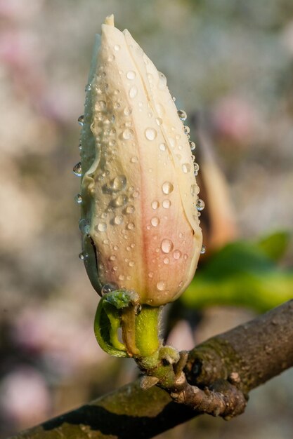 Bud of beautiful spring magnolia