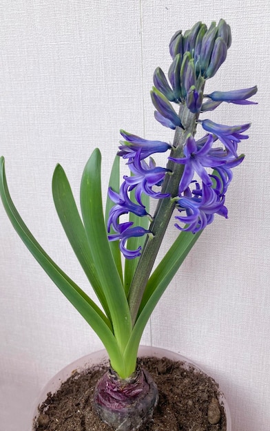 Bud of blue Hyacinthus oriental in pot