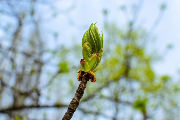 Bud chestnut