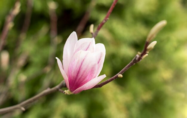 Bud of pink magnolia flower on tree branch on natural background spring blooming plants landscape