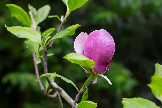 Bud of pink Magnolia Soulangeana on a branch with leaves on a blurred green background selective focus