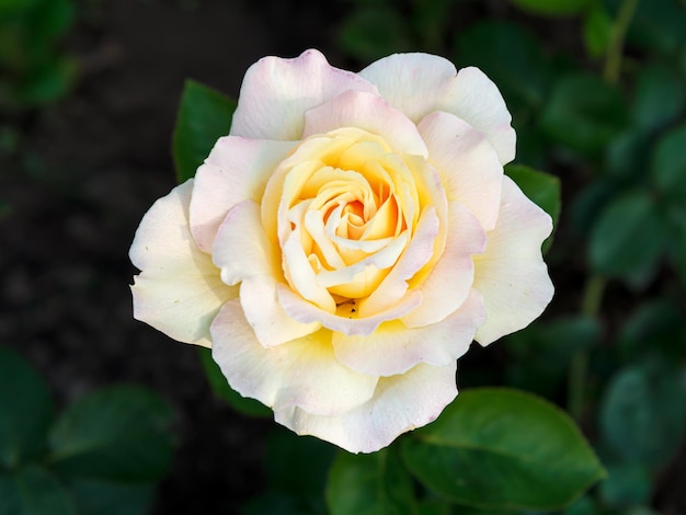 Bud of pink rose with blurred green leaves on background