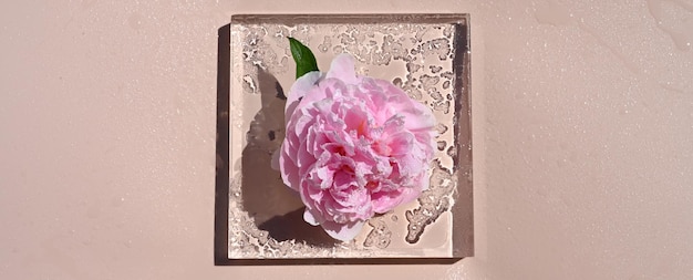 Bud of a pink wet peony in water drops on a glass podium pastel background with copy space