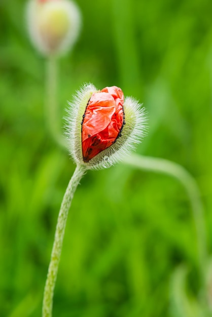 Bud of red poppy on a background of green grass