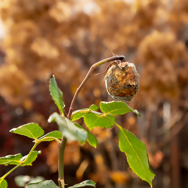 bud of a rose covered with grey rot Gardening Diseases of flowers