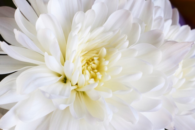 Bud of white chrysanthemum