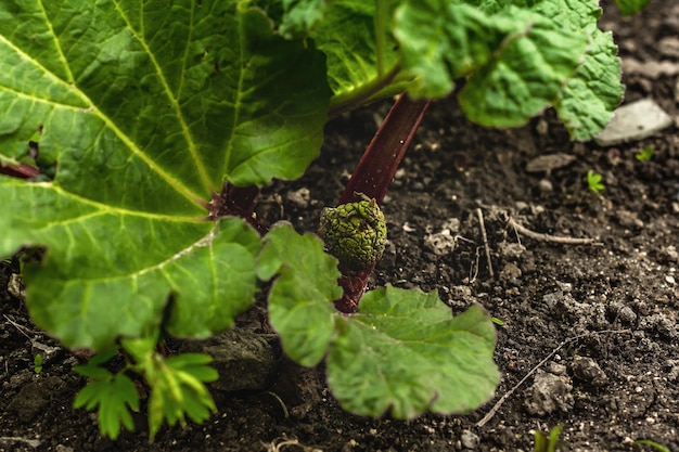 Bud of young rhubarb and large green leaves Spring seasonal of growing plants Gardening concept