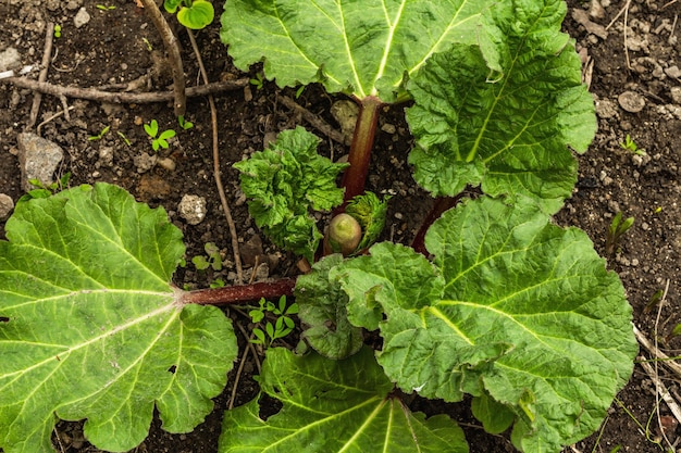 Bud of young rhubarb and large green leaves Spring seasonal of growing plants Gardening concept