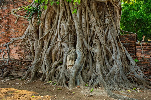 Buddha head in AyutthayaBuddha head embedded in a banyan tree