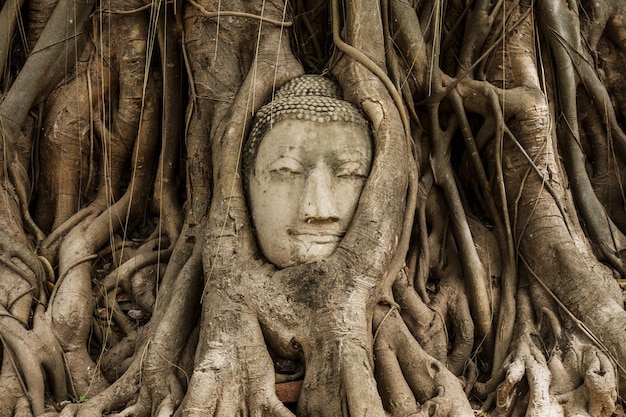 Buddha head in banyan tree at Ayutthaya