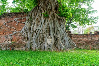 bodhi tree photos