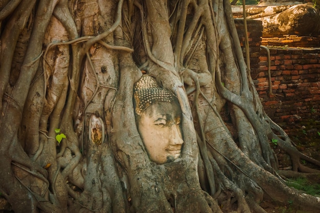 Buddha Head in Tree Roots, Wat Phra Mahathat temple, Ayutthaya, Thailand