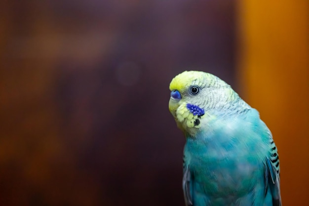 Budgerigar babybule birds budgies a lovely bright blue color