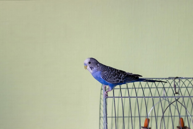 Budgerigar of blue color sits on a cage on a green background